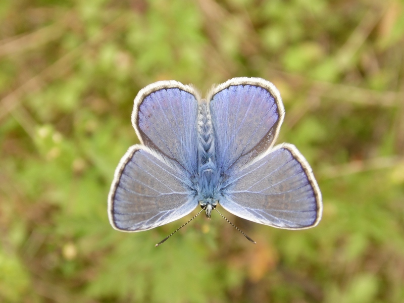 Lepidotteri pista ciclabile Arluno-Boffalora